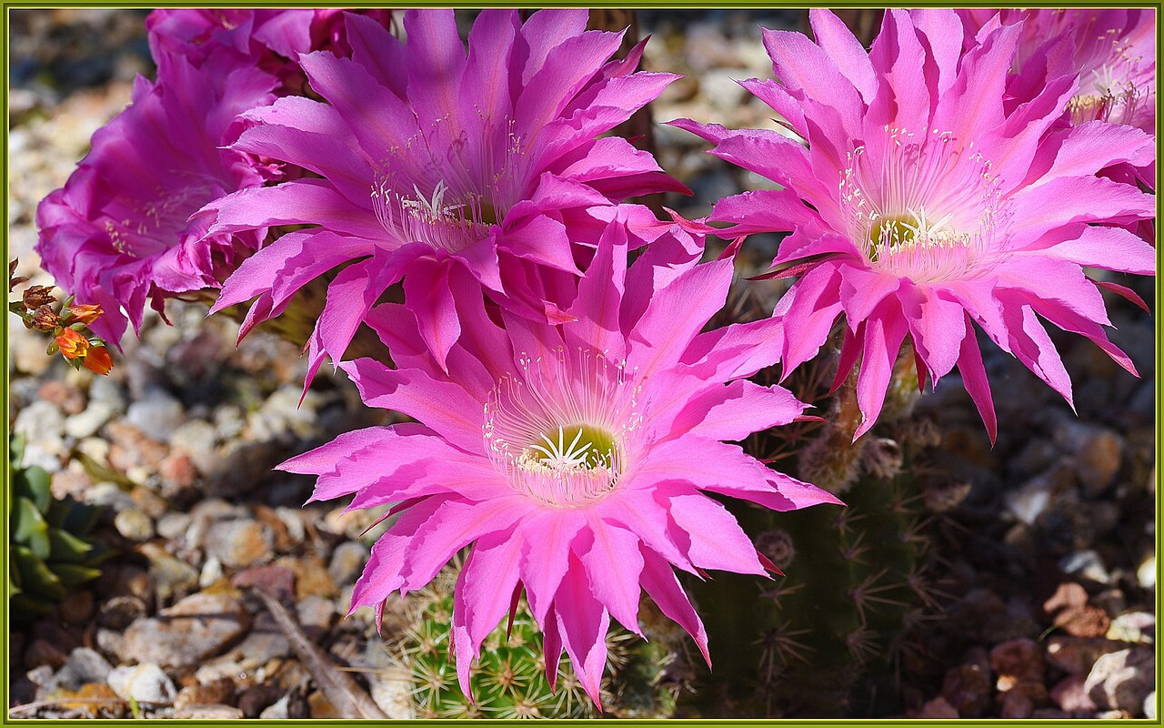 Big's Backyard Ultra